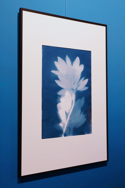 Cyanotype